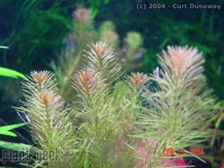 Rotala wallichii - Red ambulia